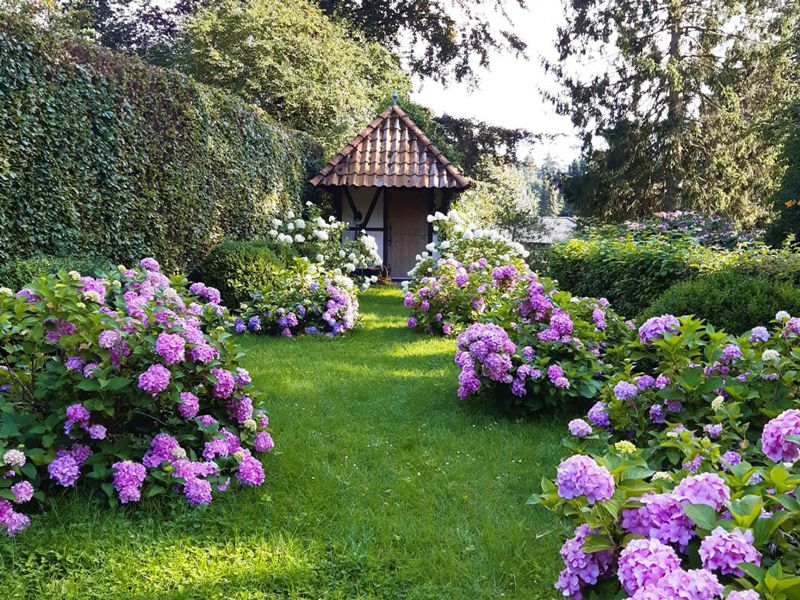 Blühender Gartenweg mit violetten Hortensien und Gartenpavillon