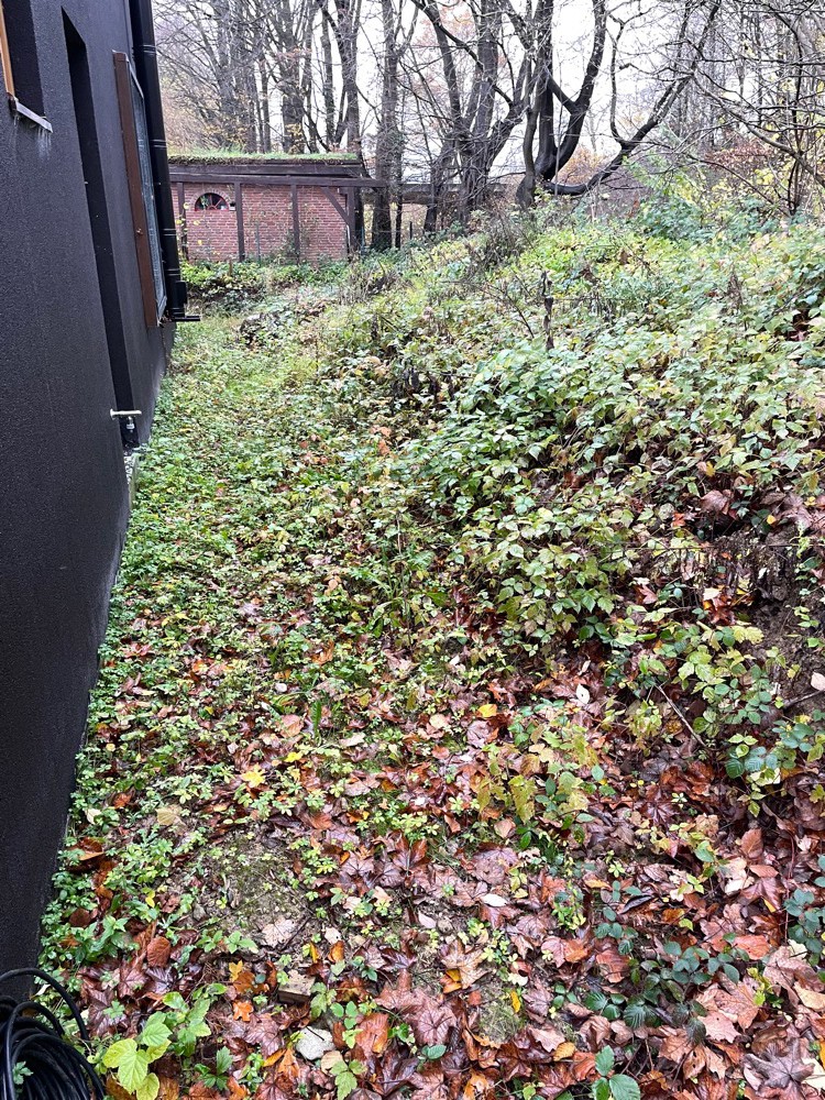 Bewachsenes Grundstück vor Beginn der Gartenarbeiten